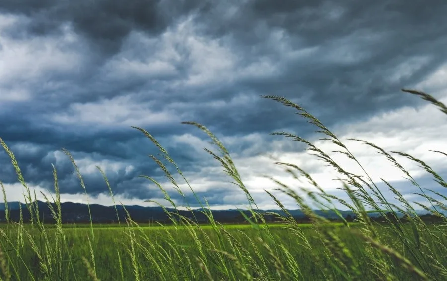 Riferimento di cielo e prato